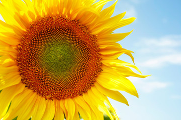 Sunflower with blue sky background