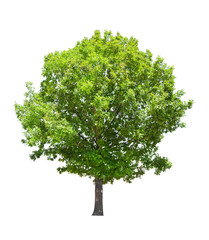 isolated green summer oak tree