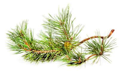 Green fir branch with fir cone