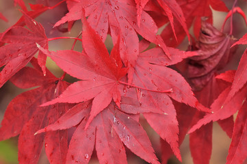 jolies feuilles d'érables du Japon