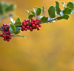 Holly Berries and Shiny Green Leaves