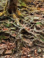 roots of an old tree