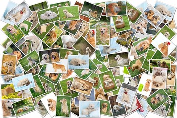 Fototapeta na wymiar Dog collage - 101 pieces