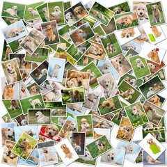 Dog collage - 101 pieces