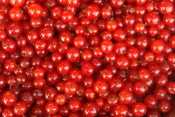 Berries of a red currant