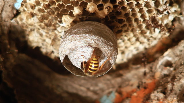 Wasp building nest.