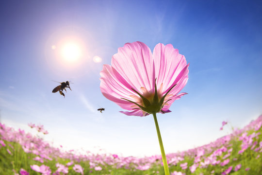 bee and pink daisies on the sunlight background