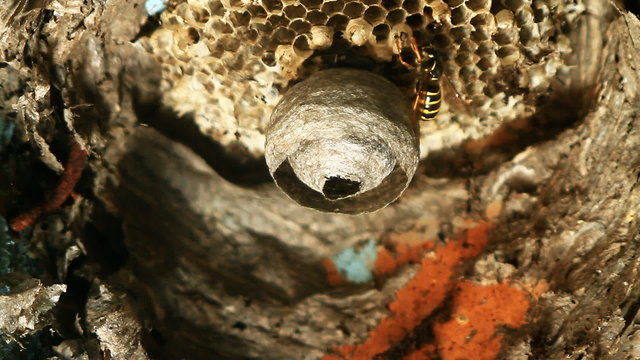 Wasps building a nest.