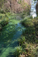 Obraz premium Palude e acquitrini della riserva