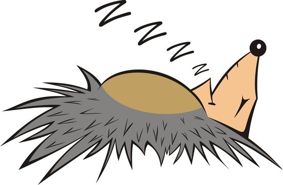 Igel im Winterschlaf