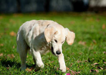 puppy playing