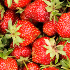 Strawberry berries
