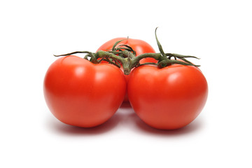 tomatoes on white background