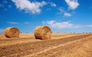 Bales of wheat in summer time