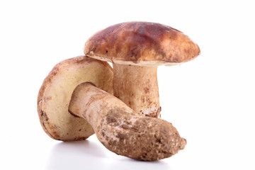 edible mushroom