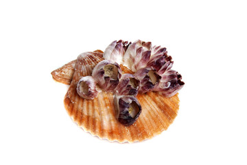 chlamys sanatoria cluster