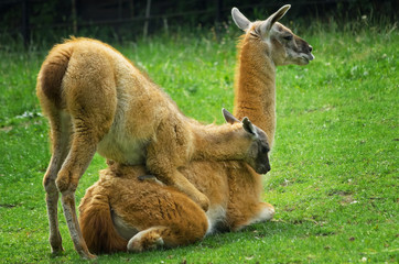 Lama
