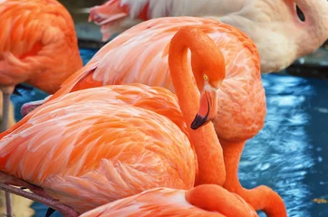 Fotobehang Flamingo © Sergej Razvodovskij