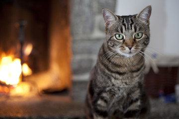 Cat with green eyes standing near a fireplace - obrazy, fototapety, plakaty