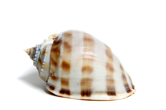 phalium bandanum