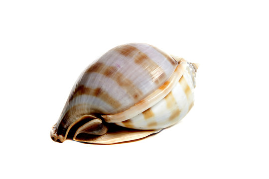 phalium bandanum