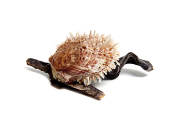 spondylus barbatus on maleus