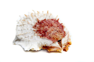spondylus varians