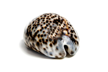 cypraea tigris