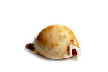 cypraea armeniaca
