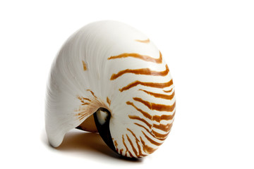 nautilus repertus