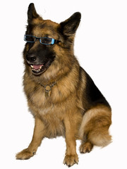 German Shepherd