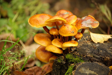 Grebe on the stump in autumn day