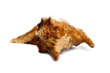 strombus periuvianus