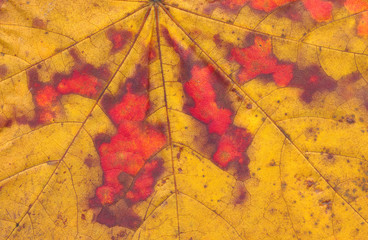 colorful autumn maple leaf macro background