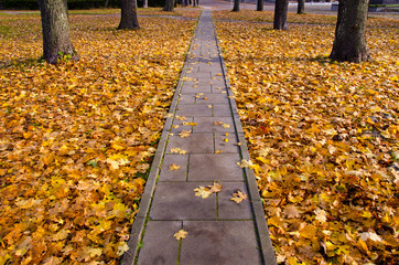 autumn concrete track in park