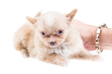 Fototapeta na wymiar Zabawna puppy Chihuahua stwarza na białym tle
