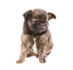 Funny puppy Chihuahua poses on a white background