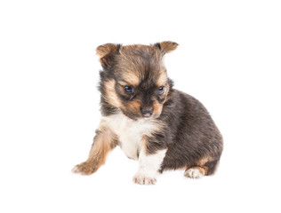 Funny puppy Chihuahua poses on a white background