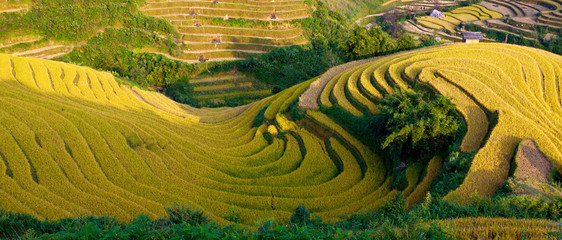 terraced rice field in sunshine
