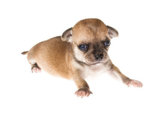 Funny puppy Chihuahua poses on a white background