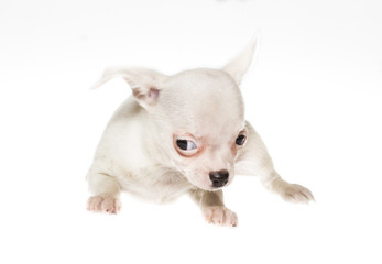 Funny puppy Chihuahua poses on a white background