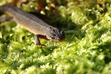 Teichmolch in Landtracht