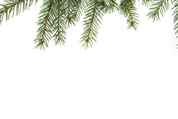 Obraz premium Spruce twig pattern