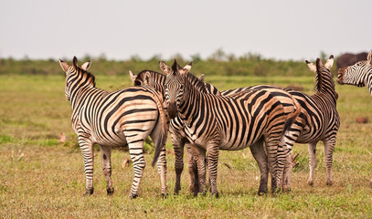 Fototapeta na wymiar Herd of zebra on a grass plain
