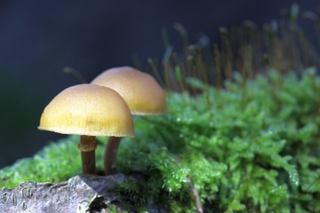Häublinge (Galerina)