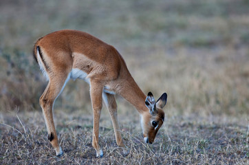 Impala Antelope - Maasai Mara National Park in Kenya, Africa
