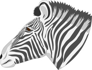 Head of a zebra