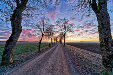 Fototapeta premium Dirt Road with Maple Trees in Winter Sunrise