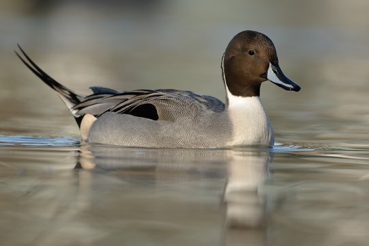 Codone Images – Browse 68 Stock Photos, Vectors, and Video | Adobe Stock