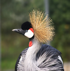 East crowned crane